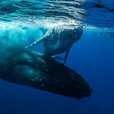 Air Tahiti Nui Whales Diving Rurutu