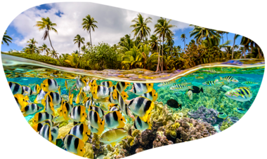 ATN-illust-shape-McLennan_Tahiti_2013_0213F.png Air Tahiti Nui poissons corail MLennan