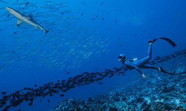 atn-illust-_0012_copyright_vincent_truchet_rights_for_web_and_social_media_until_30aug21_3.jpg Air Tahiti Nui Freediving VTruchet
