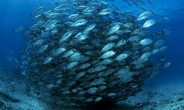 atn-illust-_0016_copyright_vincent_truchet_rights_for_web_and_social_media_until_30aug21_9.jpg Air Tahiti Nui Fish VTruchet