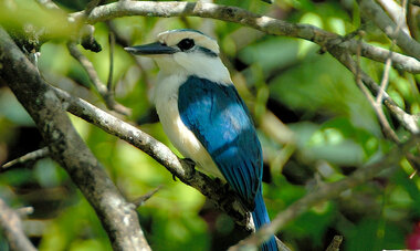 Cook Islands / Bird - A Mauke (Kingfisher)