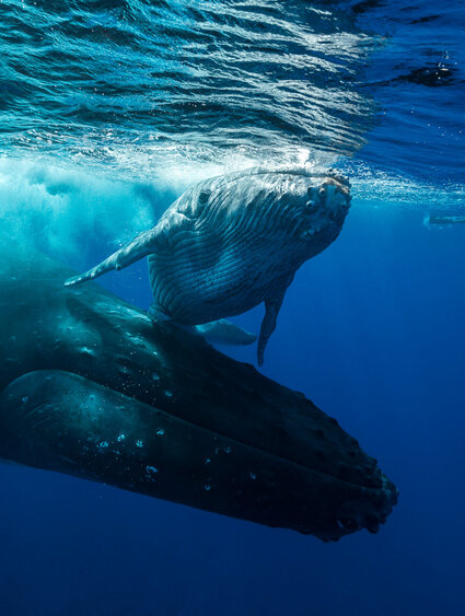 full-_0013_rurutu-5293.jpg Air Tahiti Nui Diving Whales Rurutu