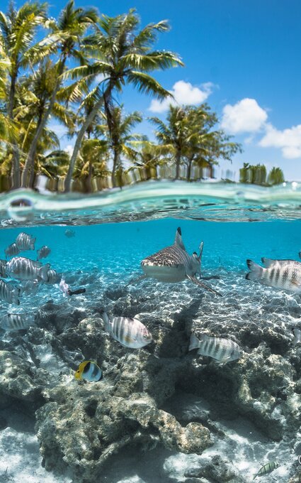 Top dive fakarava plongées successives Top dive fakarava plongées successives